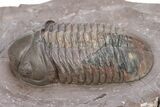 Top Quality Struveaspis Trilobite - Jorf, Morocco #341083-2